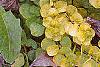 Lysimachia nummularia 'Aurea', leaves