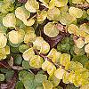 Lysimachia nummularia 'Aurea', leaves