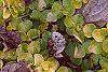 Lysimachia nummularia 'Aurea', leaves