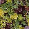 Lysimachia nummularia 'Aurea', leaves