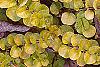 Lysimachia nummularia 'Aurea', leaves