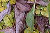Lysimachia nummularia 'Aurea', leaves
