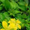 Lysimachia japonica var. minutissima, flowers