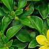 Lysimachia japonica var. minutissima, flowers