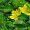 Lysimachia japonica var. minutissima, flowers