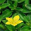 Lysimachia japonica var. minutissima, flowers