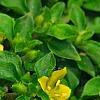 Lysimachia japonica var. minutissima, flowers