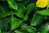 Lysimachia japonica var. minutissima, flowers