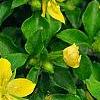 Lysimachia japonica var. minutissima, flowers