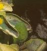 Lysimachia congestiflora 'Outback Sunset', habit