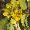 Lysimachia congestiflora 'Outback Sunset', habit