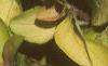 Lysimachia congestiflora 'Outback Sunset', habit