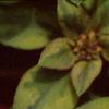 Lysimachia congestiflora 'Outback Sunset', flowers
