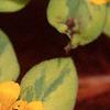 Lysimachia congestiflora 'Outback Sunset', flowers