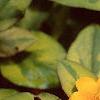 Lysimachia congestiflora 'Outback Sunset', flowers