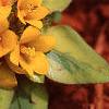 Lysimachia congestiflora 'Outback Sunset', flowers