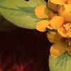 Lysimachia congestiflora 'Outback Sunset', flowers