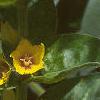 Lysimachia punctata, flowers