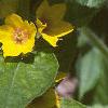 Lysimachia punctata, flowers