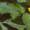 Lysimachia punctata, flowers