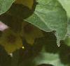Lysimachia punctata, flowers