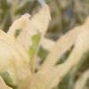 Lysimachia punctata 'Alexander', flowers
