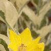 Lysimachia punctata 'Alexander', flowers