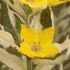 Lysimachia punctata 'Alexander', flowers