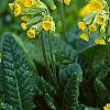 Primula denticulata, habit