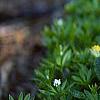 Primula denticulata, habit