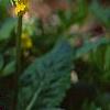 Primula denticulata, flowers
