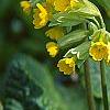 Primula denticulata, flowers