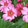Primula japonica, flowers