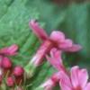 Primula japonica, flowers