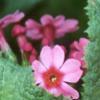 Primula japonica, flowers