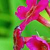 Primula japonica 'Miller's Crimson', flowers