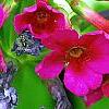 Primula japonica 'Miller's Crimson', flowers
