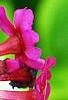 Primula japonica 'Miller's Crimson', flowers
