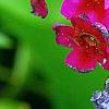 Primula japonica 'Miller's Crimson', flowers