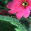 Primula kisoana, flowers