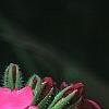 Primula kisoana, flowers
