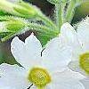 Primula kisoana 'Alba', flowers