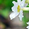 Primula kisoana 'Alba', flowers