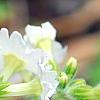 Primula kisoana 'Alba', flowers