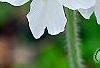 Primula kisoana 'Alba', flowers