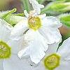 Primula kisoana 'Alba', flowers