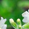 Primula kisoana 'Alba', flowers