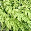 Adiantum aleuticum, habit