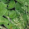 Adiantum aleuticum, habit