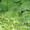 Adiantum aleuticum, habit